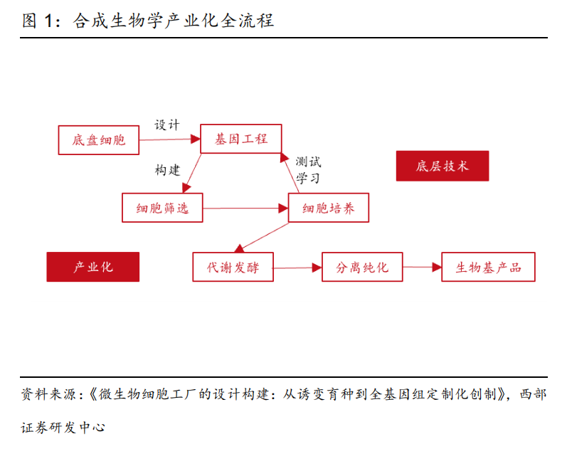 新风口！合成生物学的核心逻辑及概念龙头