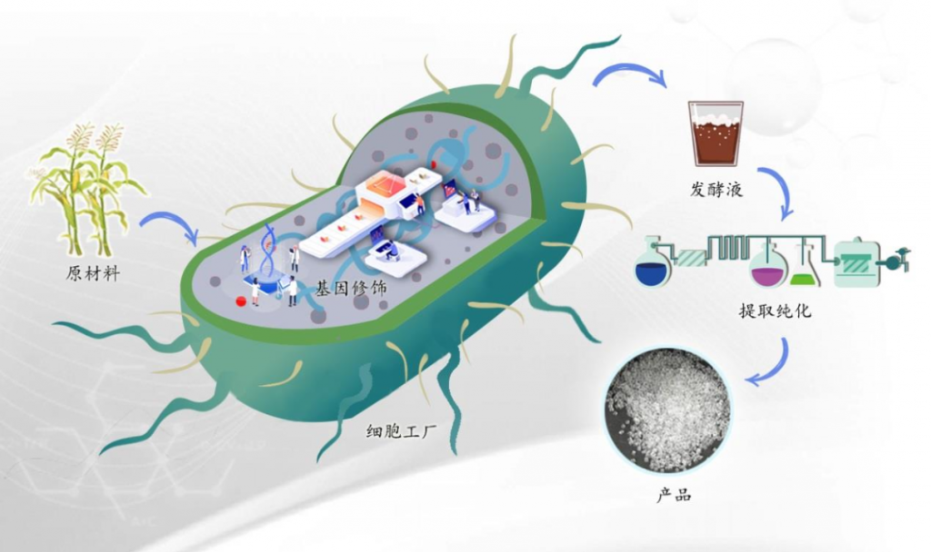 新风口！合成生物学的核心逻辑及概念龙头