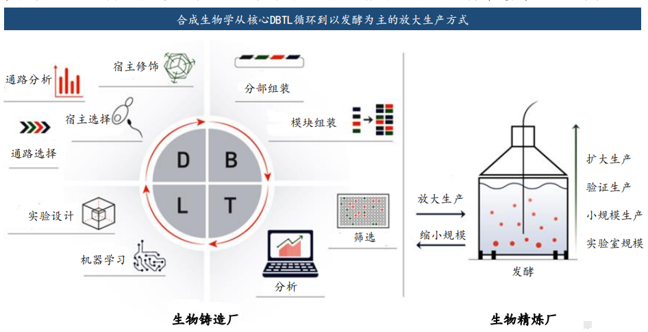 新风口！合成生物学的核心逻辑及概念龙头