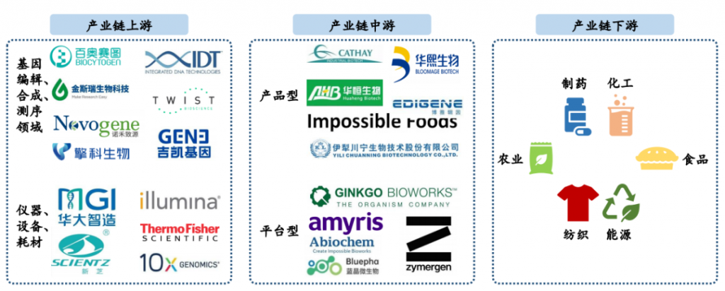 新风口！合成生物学的核心逻辑及概念龙头
