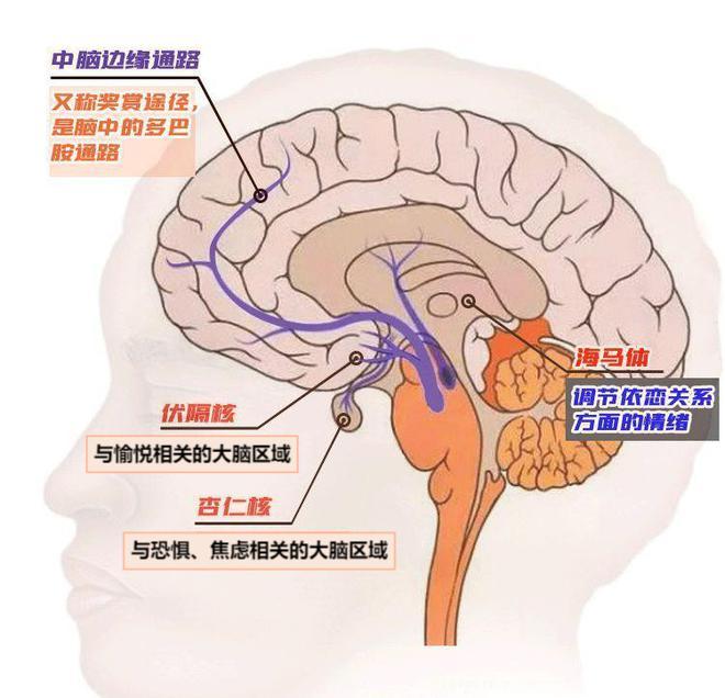 “赚小钱就跑，亏大钱死扛”？诺贝尔奖得主揭秘股民的致命心魔